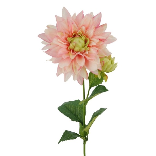 R.DALIA X2 ROSA 66cm (16cm) (G5