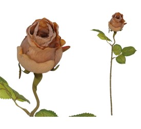 VARA CAPULLO DRIED -50 CM (OCRE)