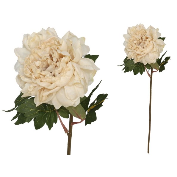 VARA PEONIA DRIED - 57CM (CREMA)