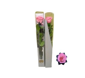 KIARA STEM DISPLAY BABY PINK