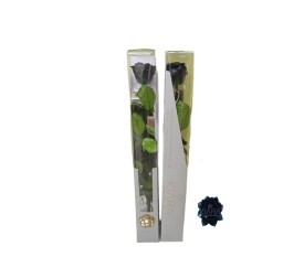 KIARA STEM DISPLAY BLACK BEAUTY