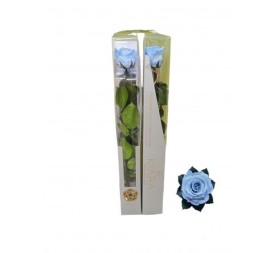 KIARA STEM DISPLAY BABY BLUE VIO