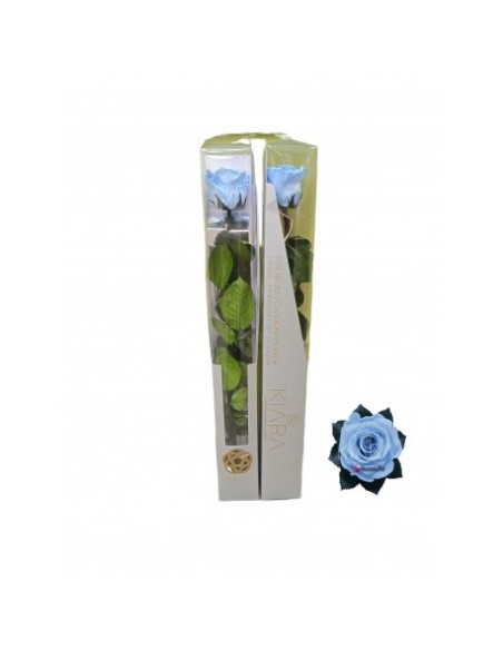 KIARA STEM DISPLAY BABY BLUE VIO