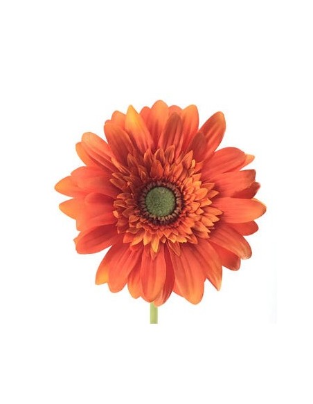 GERBERA (2292-15)