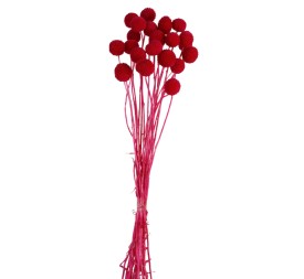 CRASPEDIA PRES 50 CMS ROSA (45)