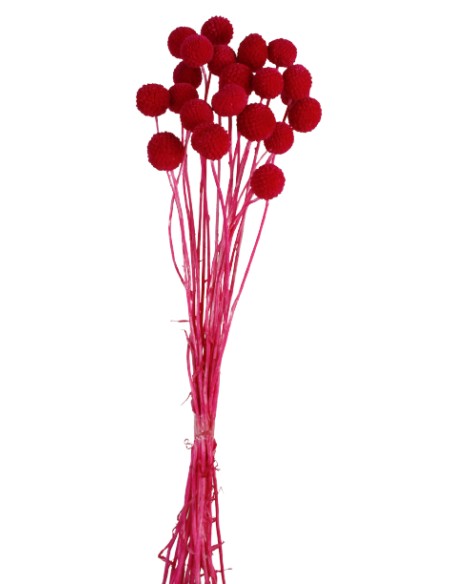 CRASPEDIA PRES 50 CMS ROSA (45)