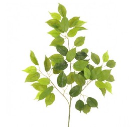 FICUS BENJAMINA (T.N.) 54 HOJAS (2106-09)