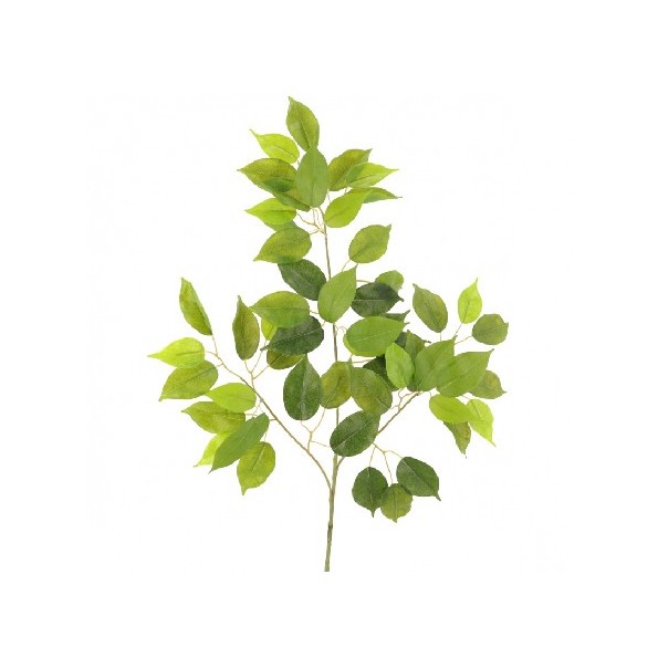 FICUS BENJAMINA (T.N.) 54 HOJAS (2106-09)