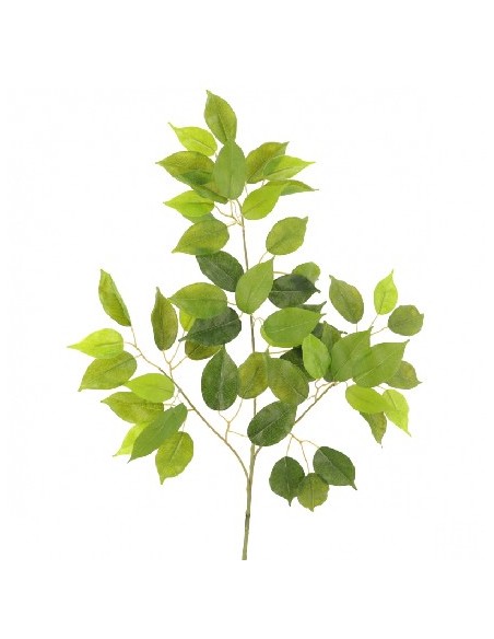 FICUS BENJAMINA (T.N.) 54 HOJAS (2106-09)