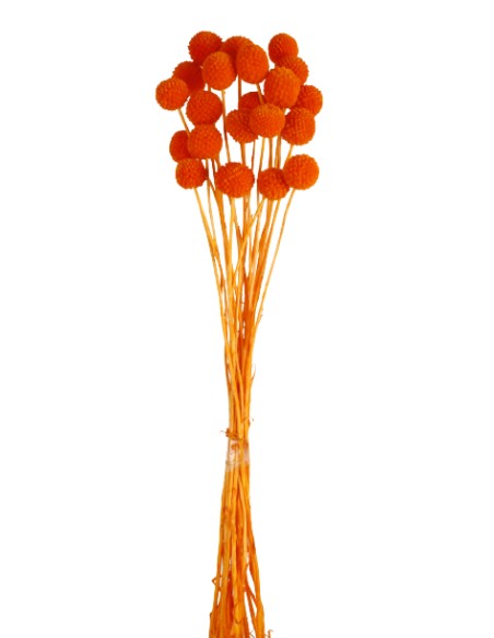 CRASPEDIA PRESS 50 CMS NARANJA (22)