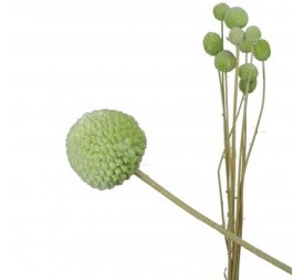 CRASPEDIA VERDE LIMA PRESS 50 CMS VERDE (60)