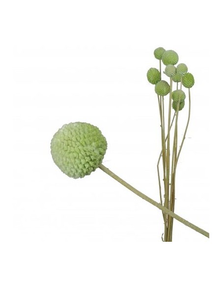 CRASPEDIA VERDE LIMA PRESS 50 CMS VERDE (60)