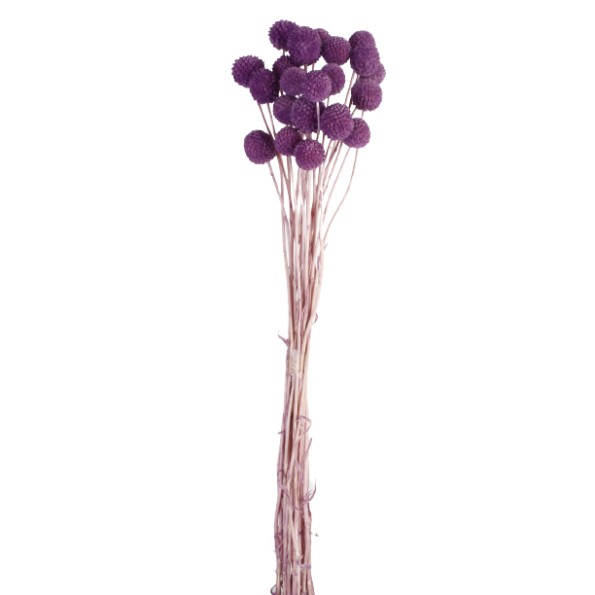 CRASPEDIA PRES 50 CMS MORADO (80)