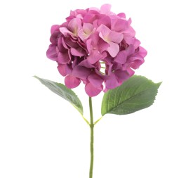 HORTENSIA (2343-25)