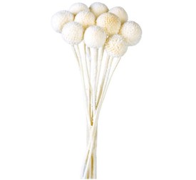 CRASPEDIA PRESS 50 CMS BLANCO (00)