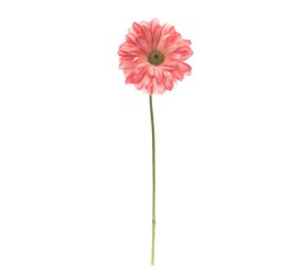 GERBERA CEREZA (2293-27)
