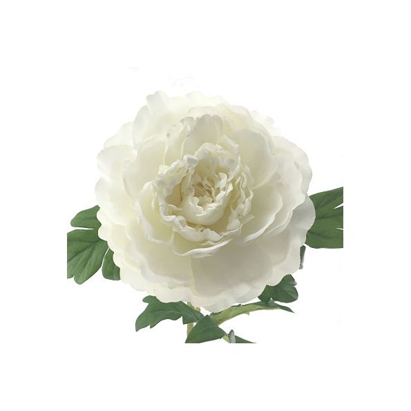 PEONIA TACTO NATURAL CREMA (6224-01)