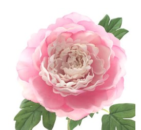PEONIA TACTO NATURAL ROSA (62