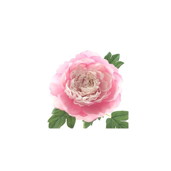 PEONIA TACTO NATURAL ROSA (62