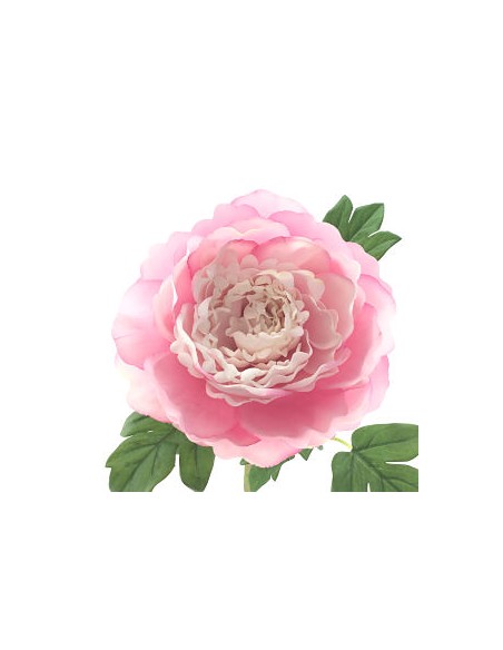 PEONIA TACTO NATURAL ROSA (62