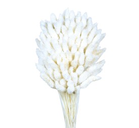 PHALARIS 80cms BLANCO (00)