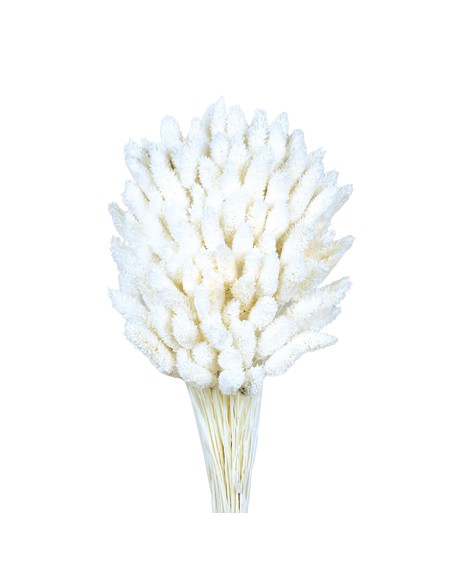 PHALARIS 80cms BLANCO (00)
