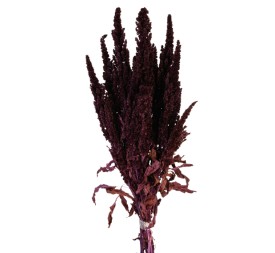 AMARANTHUS PRESS. 40/50CM MORADO (89)