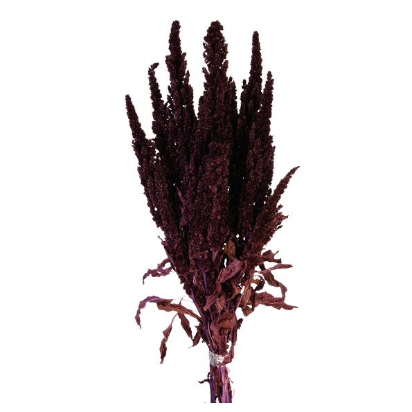 AMARANTHUS PRESS. 40/50CM MORADO (89)