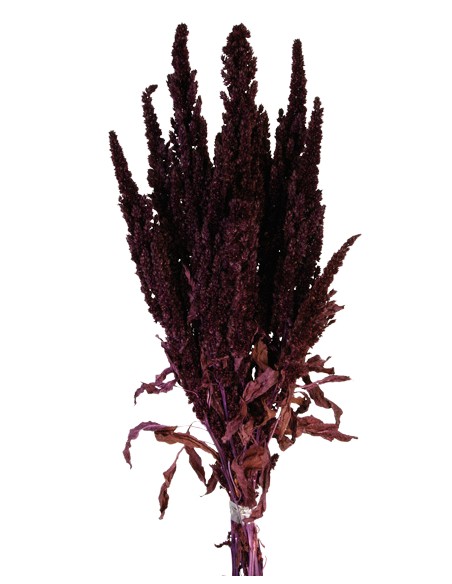 AMARANTHUS PRESS. 40/50CM MORADO (89)
