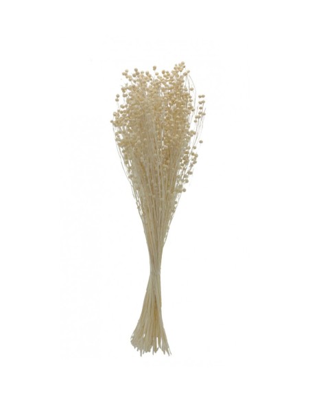 LINO 50 cms  BLANCO (00)