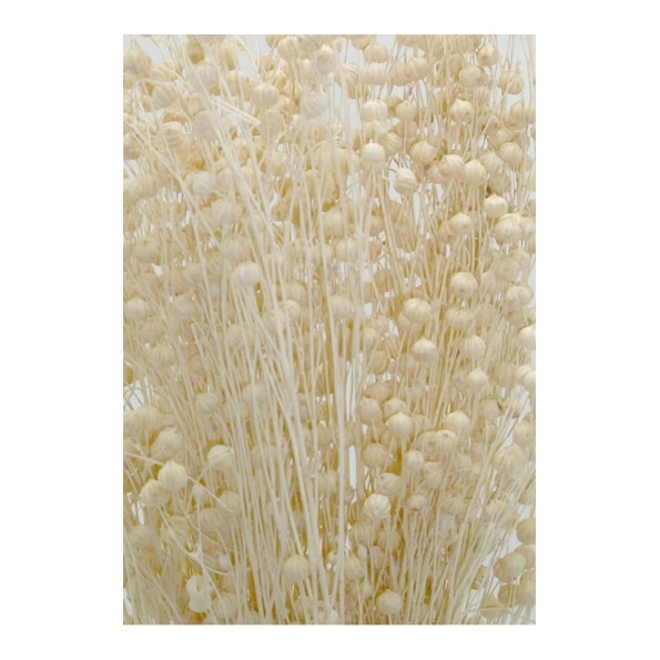 LINO 50 cms  BLANCO (00)