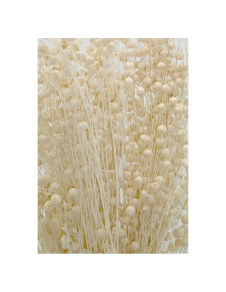 LINO 50 cms  BLANCO (00)