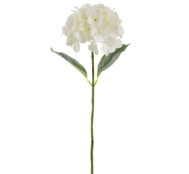 HORTENSIA (2343-01)