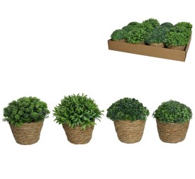 MACETA ALGAS CON ARBUSTIVAS SURT 15 CM