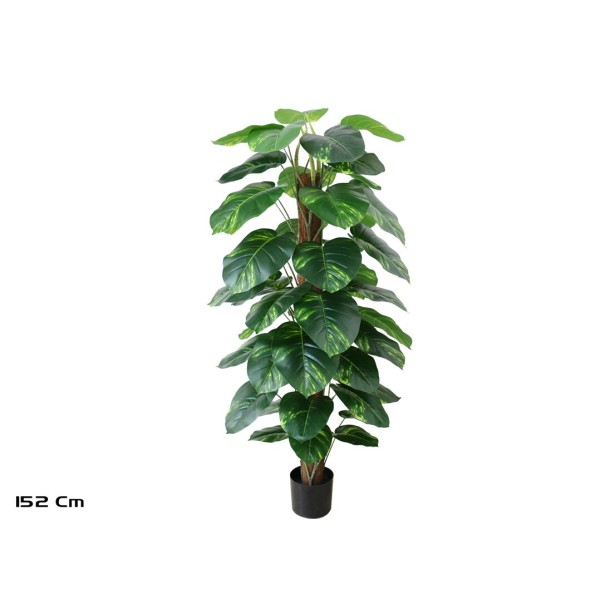 PLANTA POTUS X 48 T/ COCO 152 CM