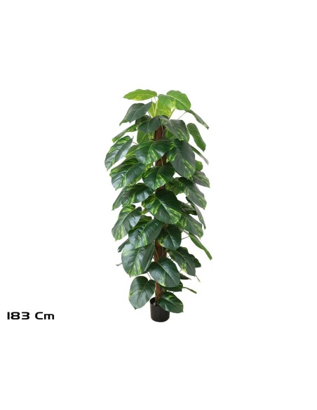 PLANTA POTUS X 63 T/ COCO 182 CM