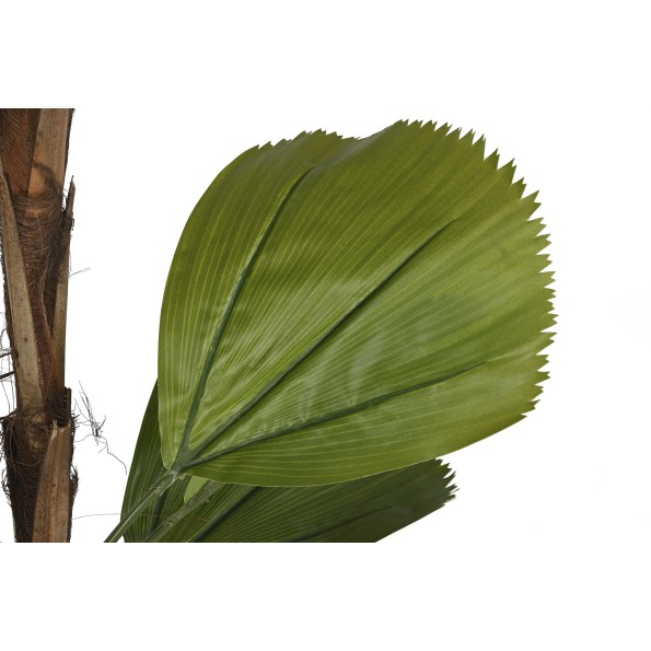 PLANTA PE CEMENTO 60X60X180 LICUALA GRANDIS VERDE