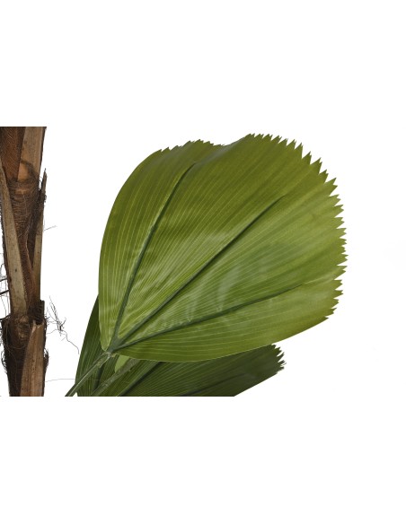 PLANTA PE CEMENTO 60X60X180 LICUALA GRANDIS VERDE