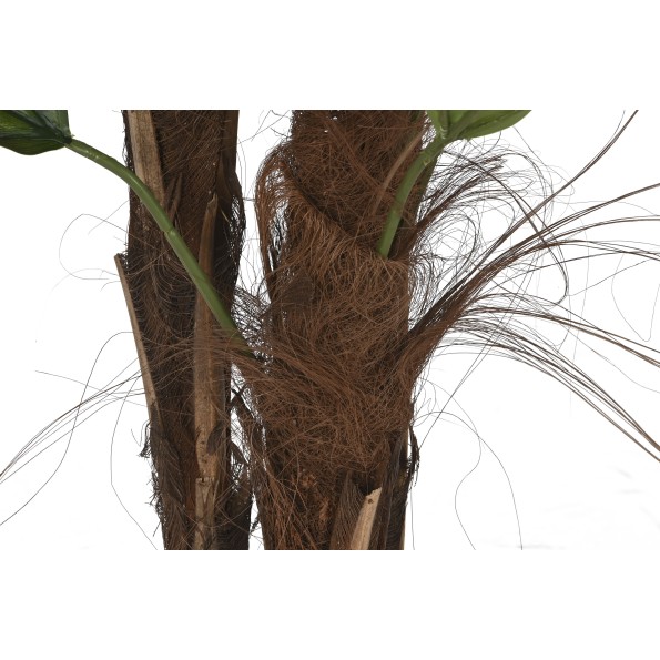 PLANTA PE CEMENTO 60X60X180 LICUALA GRANDIS VERDE