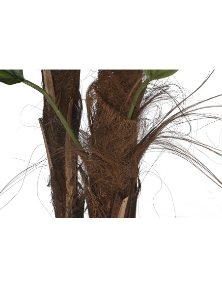 PLANTA PE CEMENTO 60X60X180 LICUALA GRANDIS VERDE