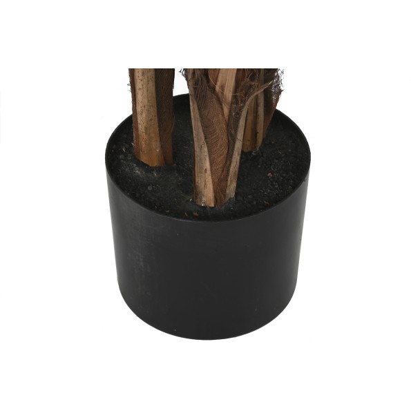 PLANTA PE CEMENTO 60X60X180 LICUALA GRANDIS VERDE