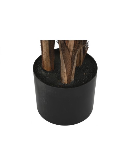 PLANTA PE CEMENTO 60X60X180 LICUALA GRANDIS VERDE