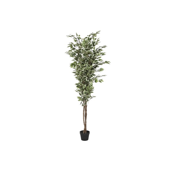 PLANTA PE CEMENTO 80X80X180 FICUS VERDE