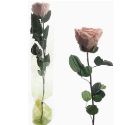 ROSA PRESERVADA TALLO LARGO SAND BEIGE