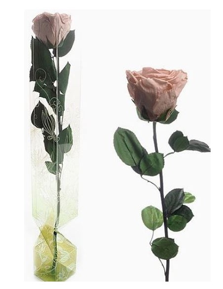 ROSA PRESERVADA TALLO LARGO SAND BEIGE