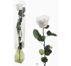 ROSA PRESERVADA TALLO LARGO BLANCA