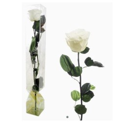 ROSA PRESERVADA TALLO LARGO IVORY
