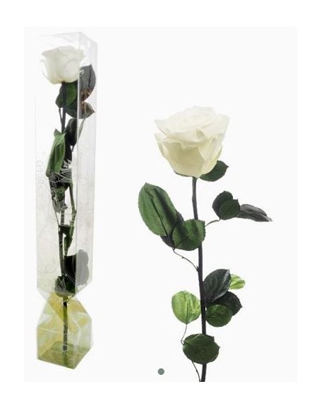 ROSA PRESERVADA TALLO LARGO IVORY