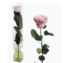 ROSA PRESERVADA TALLO LARGO PINK CHAMPGANE
