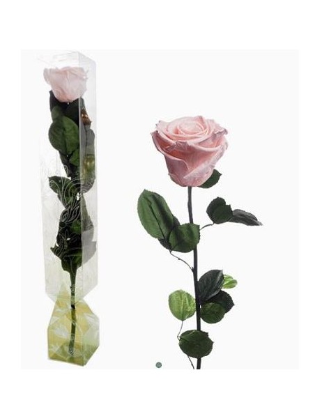 ROSA PRESERVADA TALLO LARGO PINK CHAMPGANE ROSA PRESERVADA TALLO LARGO PINK CHAMPGANE